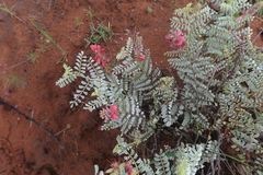 Indigofera oxytropis