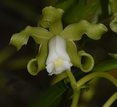 Vanilla mexicana
