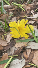 Tabebuia aurea