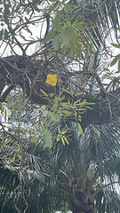 Tabebuia aurea