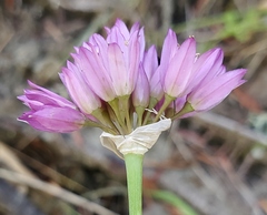 Allium serra