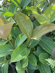 Medinilla cummingii