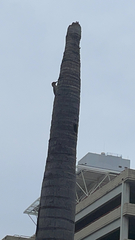 Melanerpes carolinus