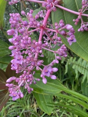Medinilla cummingii