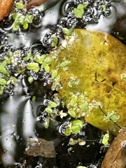 Salvinia minima