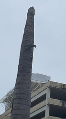 Melanerpes carolinus