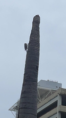 Melanerpes carolinus