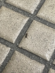 Formicoidea