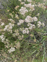Eriogonum fasciculatum foliolosum
