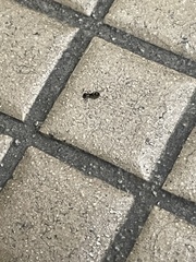Formicoidea