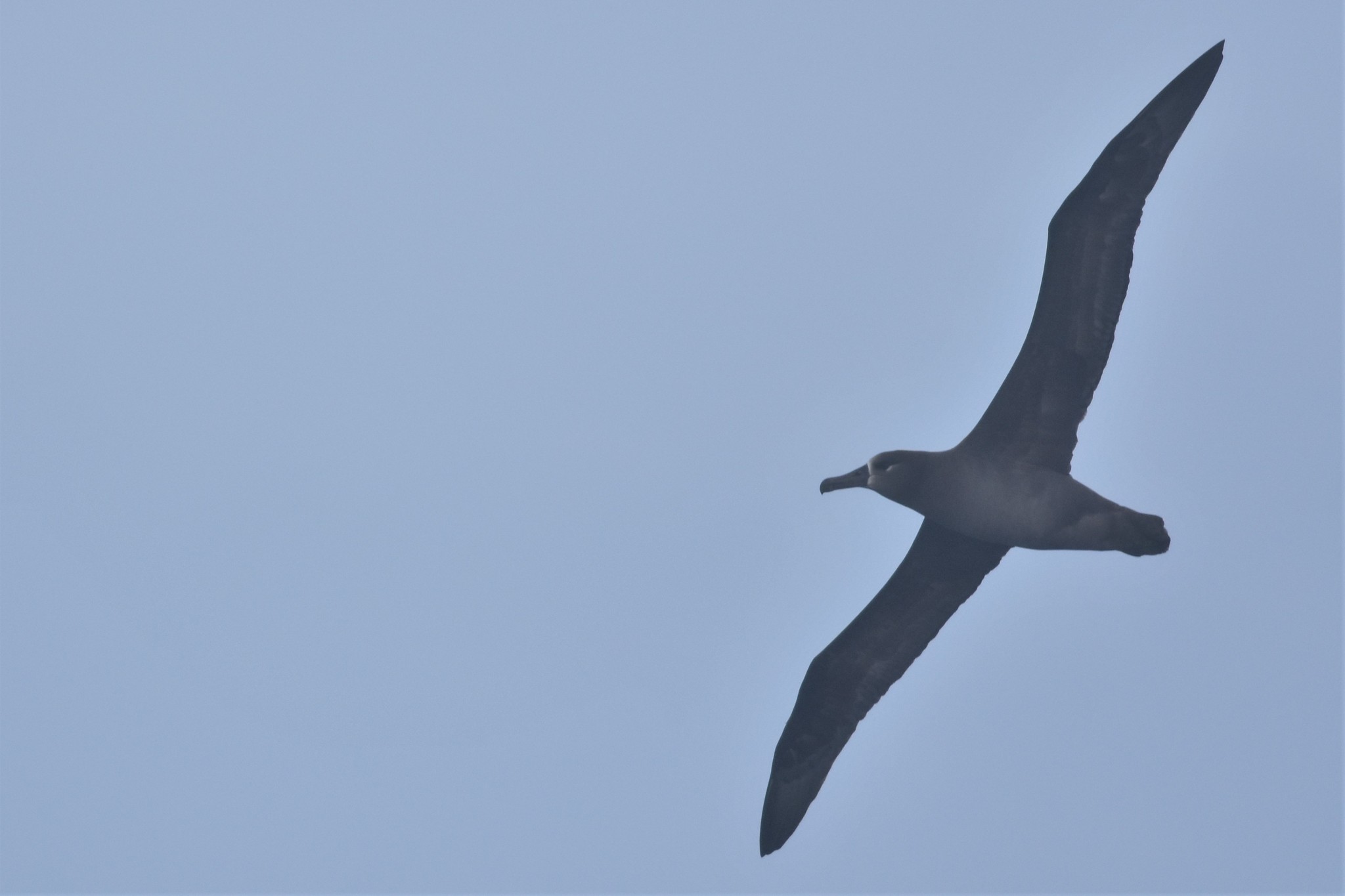 Black-footed Albatross