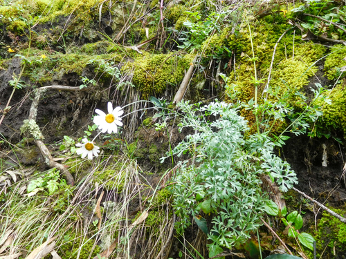 Tanacetum cinerariifolium iNat (3)