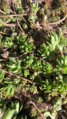 Sedum sarmentosum