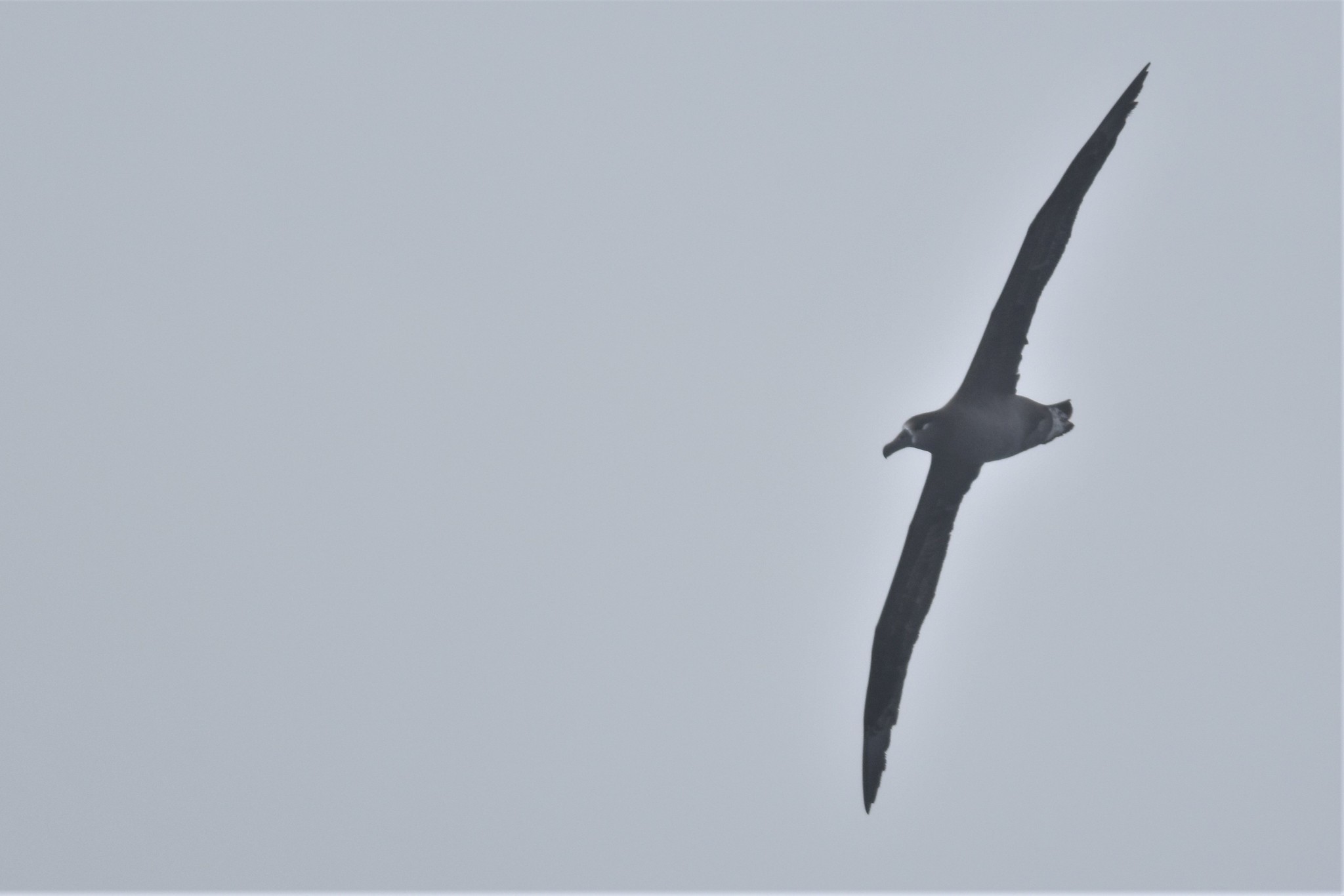Black-footed Albatross