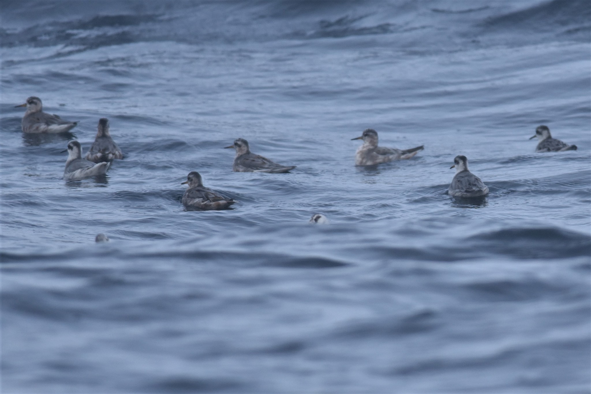 Red Phalarope