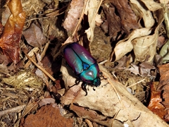 Chlorocala africana oertzeni