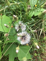 Hypochaeris chillensis