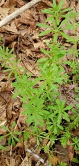 Galium aparine