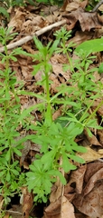 Galium aparine