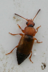 Eusphalerum torquatum