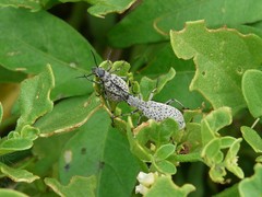 Epicauta atomaria
