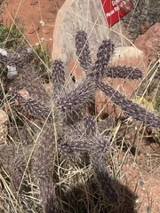 Cylindropuntia whipplei