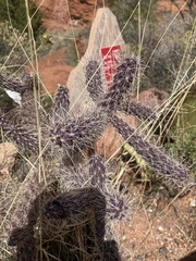 Cylindropuntia whipplei