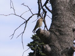 Daptrius chimango