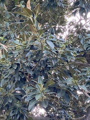 Ficus macrophylla