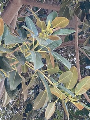 Ficus macrophylla