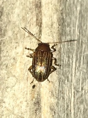 Colaspis pini
