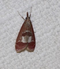 Syntonarcha vulnerata