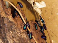 Chlorocala africana oertzeni