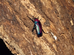 Chlorocala africana oertzeni