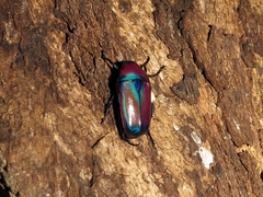 Chlorocala africana oertzeni