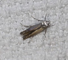 Thiotricha atractodes