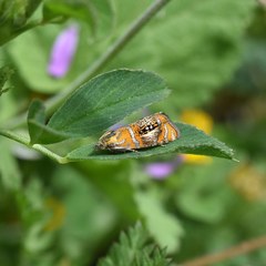 Olethreutes arcuella
