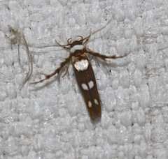 Stathmopoda triselena