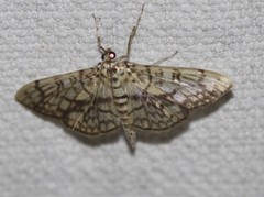 Haritalodes obliqualis