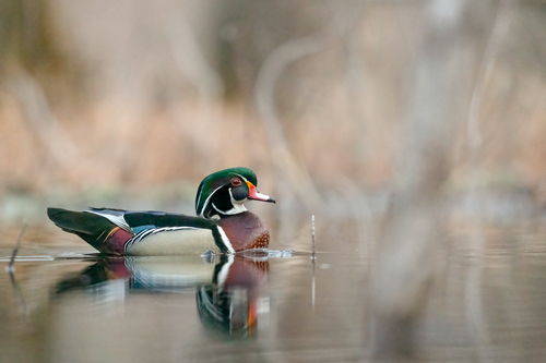 Canard carolin