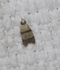 Heteroteucha distephana