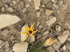 Gazania × splendens