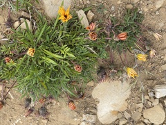 Gazania × splendens