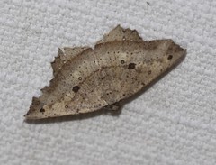Polyacme subpulchra