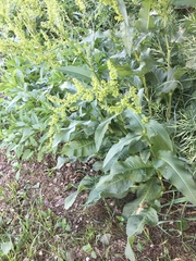 Rumex altissimus