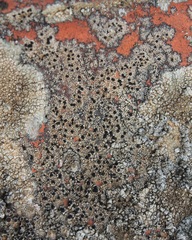 Rhizocarpon petraeum