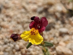 Erythranthe shevockii