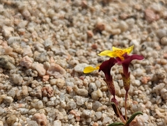 Erythranthe shevockii