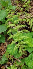 Athyrium filix-femina