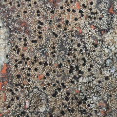 Rhizocarpon petraeum